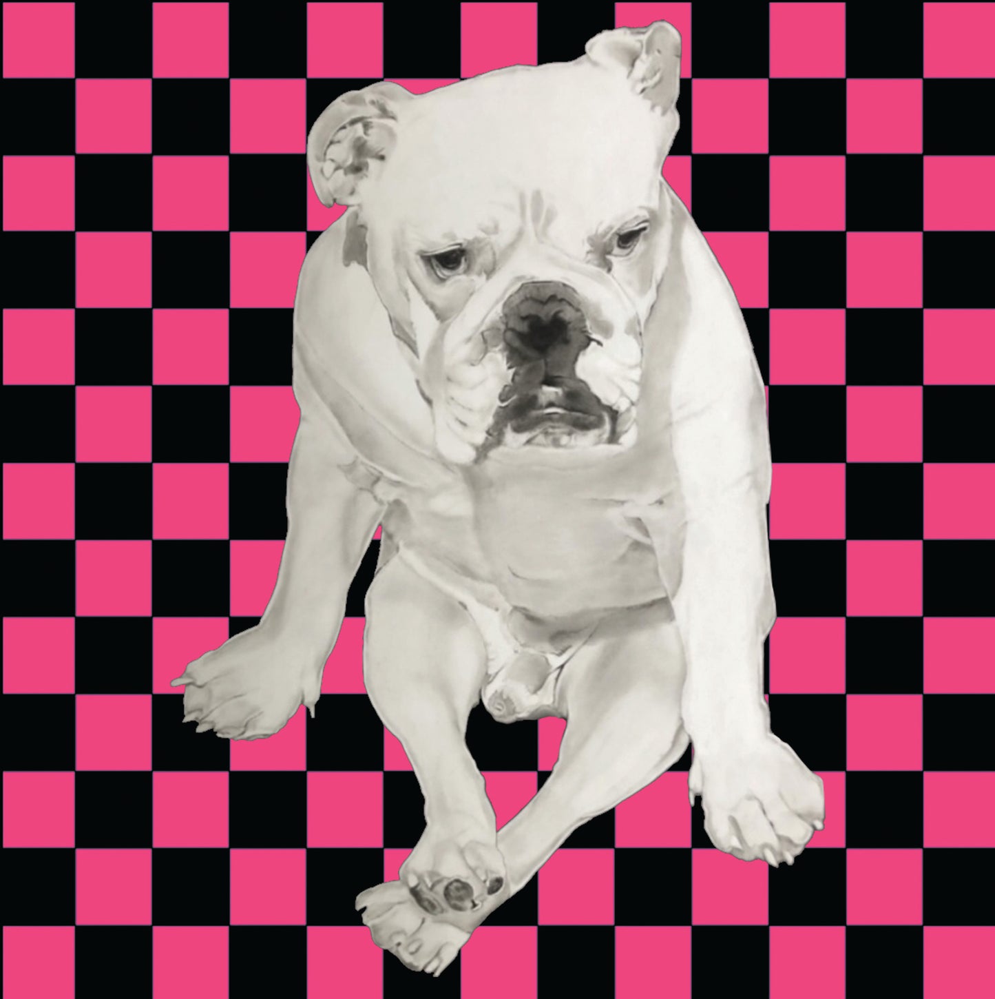 Shani Krebs Print | Bull Dog - Watermelon Checks