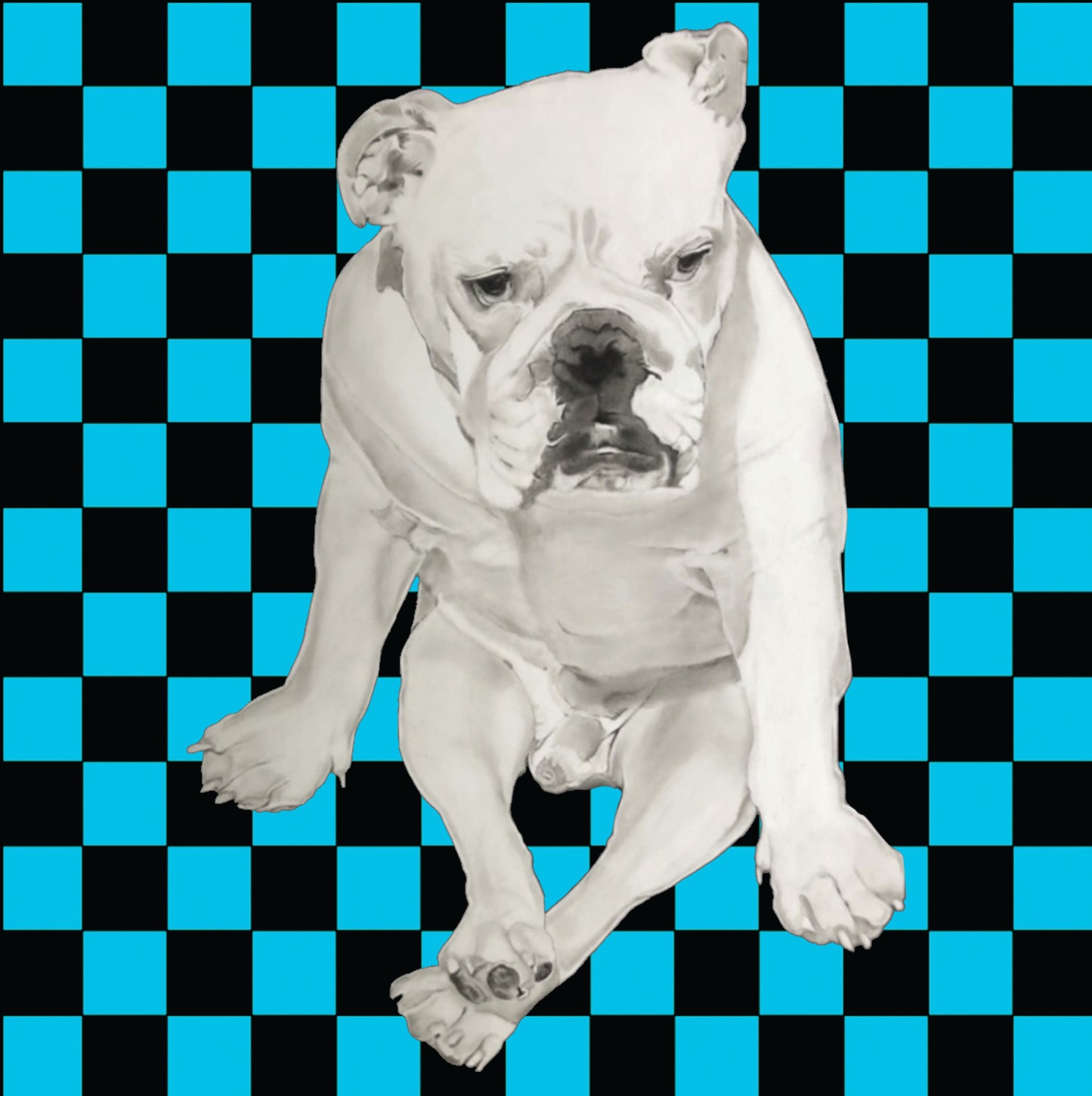 Shani Krebs Print | Bull Dog - Blue Checks
